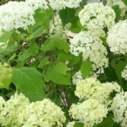 Hydrangea arborescens 'Sterilis'
