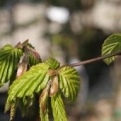 Carpinus betulus 'Fastigiata'