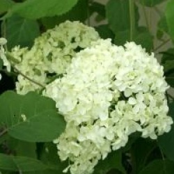 Hydrangea arborescens 'Sterilis'