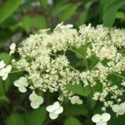 Hortensia arborescens Vasterival