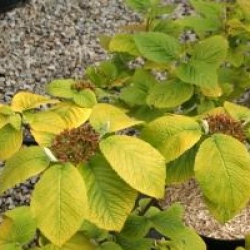 Viburnum lantana 'Aureum'