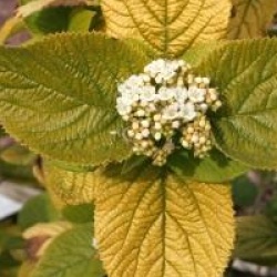 Viburnum lantana 'Aureum'