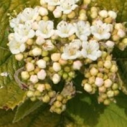 Viburnum lantana 'Aureum'