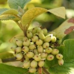 Viburnum lantana 'Aureum'