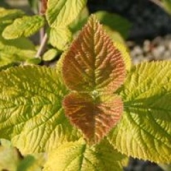 Viburnum lantana 'Aureum'