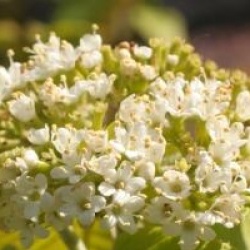Viburnum lantana 'Aureum'