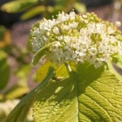 Viburnum lantana 'Aureum'