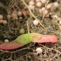 Acer campestre 'Red Shine'