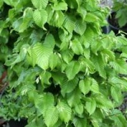 Carpinus betulus 'Monument'