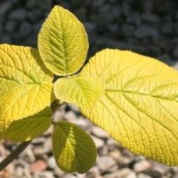 Viburnum lantana 'Aureum'