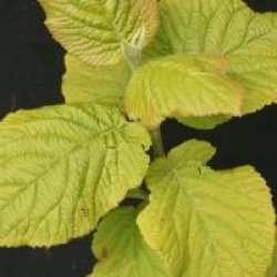 Viburnum lantana 'Aureum'