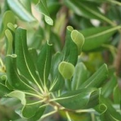 Pittosporum tobira