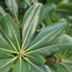 Pittosporum tobira