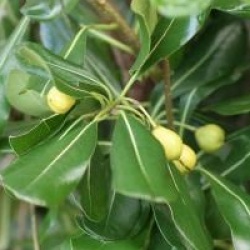 Pittosporum tobira
