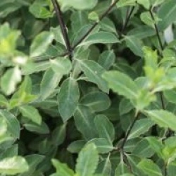Pittosporum tenuifolium