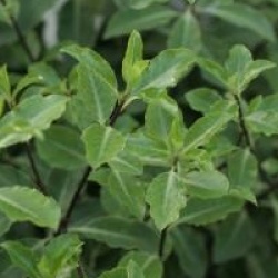 Pittosporum tenuifolium