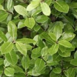 Pittosporum tenuifolium 'Golf Ball' - Pittosporum Golf Ball