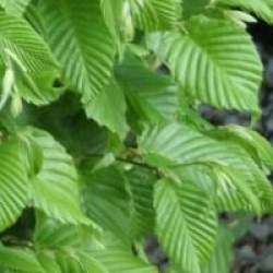 Carpinus betulus 'Monument'