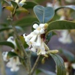 Osmanthus suavis