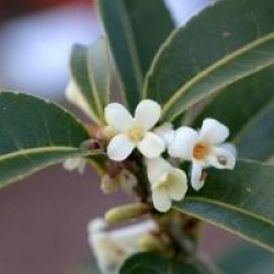 Osmanthus suavis