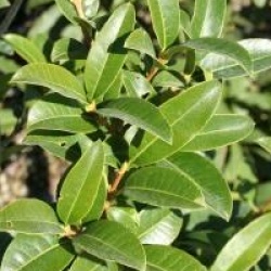 Osmanthus suavis