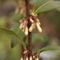 Osmanthus suavis