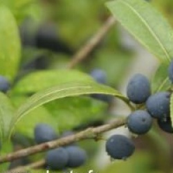 Osmanthus serrulatus - Osmanthe serrulatus