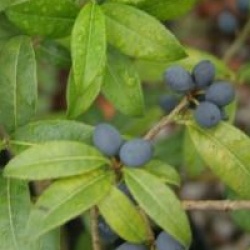 Osmanthus serrulatus