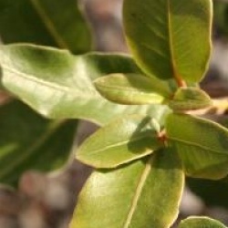 Eucryphia 'Penwith' - Eucryphia Penwith