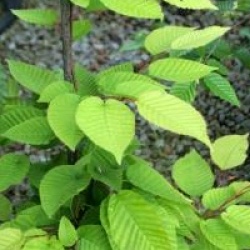 Carpinus cordata 