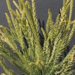 Cryptomeria japonica 'Araucarioides' - Cryptomeria � feuilles d'araucaria