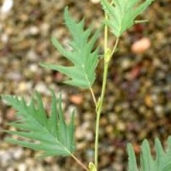 Alnus incana 'Laciniata'  - Aulne blanc lacini�