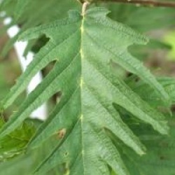 Alnus incana 'Laciniata' 