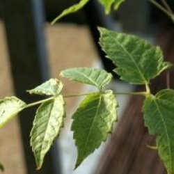 Vigne de Chine � grandes feuilles