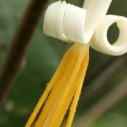 Alangium platanifolium - Alangium � feuilles de platane