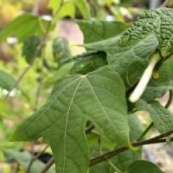 Alangium platanifolium