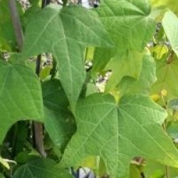 Alangium platanifolium