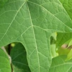 Alangium platanifolium