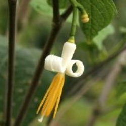 Alangium platanifolium