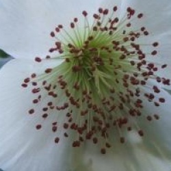 Eucryphia glutinosa - Eucryphia glutinosa