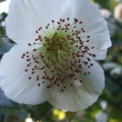 Eucryphia glutinosa