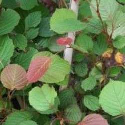 Euptelea pleiosperma  - Euptelea pleiosperma 