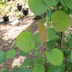 Euptelea pleiosperma 