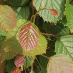 Euptelea pleiosperma 