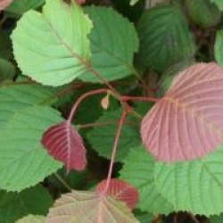 Euptelea pleiosperma 