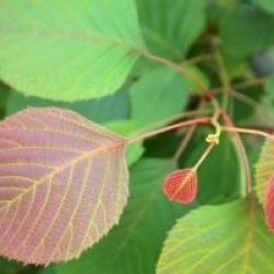 Euptelea pleiosperma 