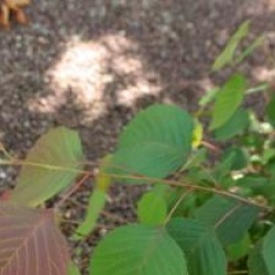 Euptelea pleiosperma 