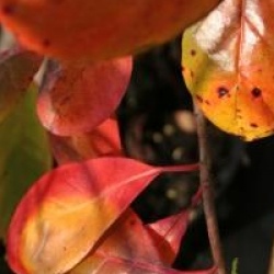 Nyssa sylvatica 'Autumn Cascades'