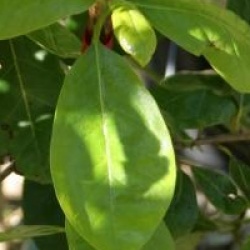 Nyssa sylvatica 'Autumn Cascades'