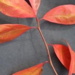 Nyssa sylvatica 'Autumn Cascades'